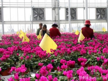 扬州高邮：每天发货30万株，花工厂绽放乡村振兴致富花