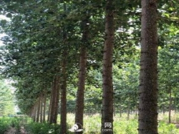 河南周口：培育出不飞絮的杨树新品种