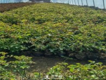各类盆栽月季上市，南阳杯苗基地全国批发中