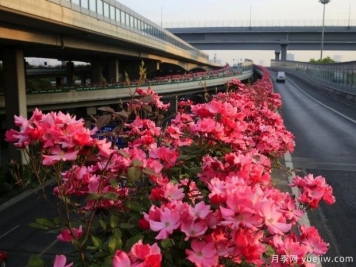 30万株新品种，杭州高架月季会带来什么样的惊喜？