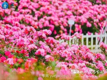 2024年第二届杭州市月季花展举办，赏500万株月季