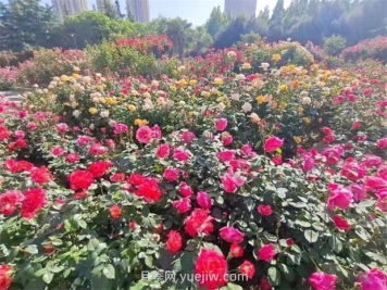 郑州月季公园40万株月季竞相绽放，感受花漾生活