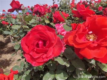 月季、玫瑰、蔷薇分别是什么？如何区别？