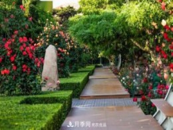 秦皇岛适合养月季花，市花和市树是什么